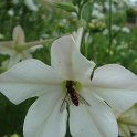 Nicotiana x sanderae 'Sensation blanc' fleur